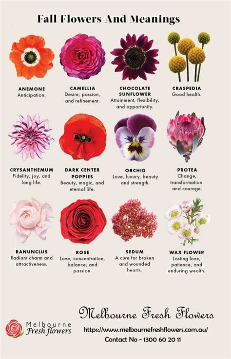 xolhp flower name meaning